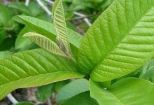 Photo of Unbeatable Benefit Of Guava Leaves
