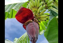Photo of Secret: Healing Powers Of Banana Flower