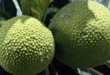 Photo of NUTRITIONAL BENEFITS OF AFRICAN BREADFRUIT