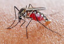 Photo of 7 FOODS THAT CAN PROTECT YOU AGAINST MOSQUITO BITES