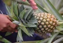 Photo of THE HEALING POWERS OF PINEAPPLE LEAVES