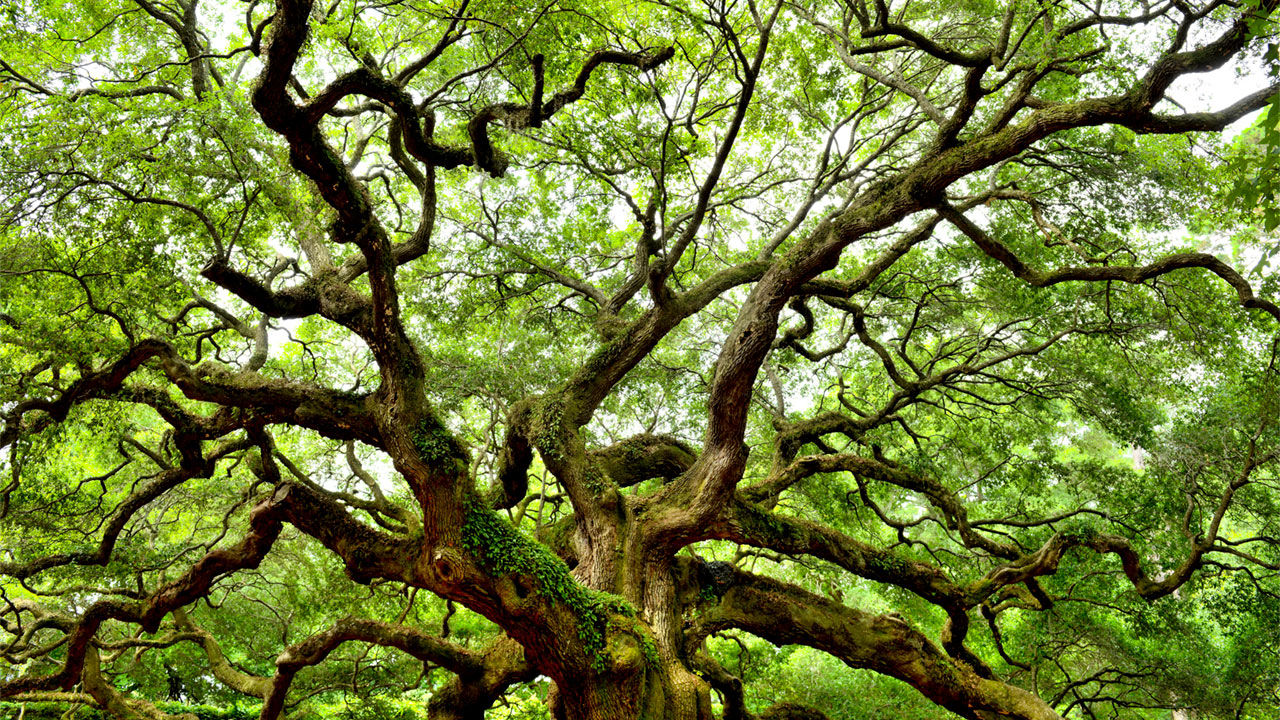 Photo of How Trees aid to your healthy life