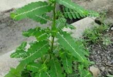 Photo of REDUCE BLOOD SUGAR LEVELS WITH PHYLLANTUS AMARUS PLANT
