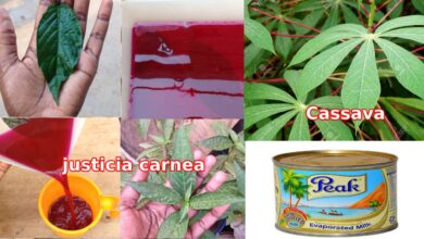 Photo of BOOST BLOOD LEVELS USING THIS CASSAVA METHOD
