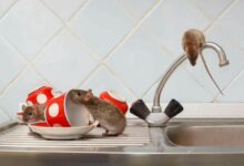 Photo of GET RID OF RATS AND MICE NATURALLY