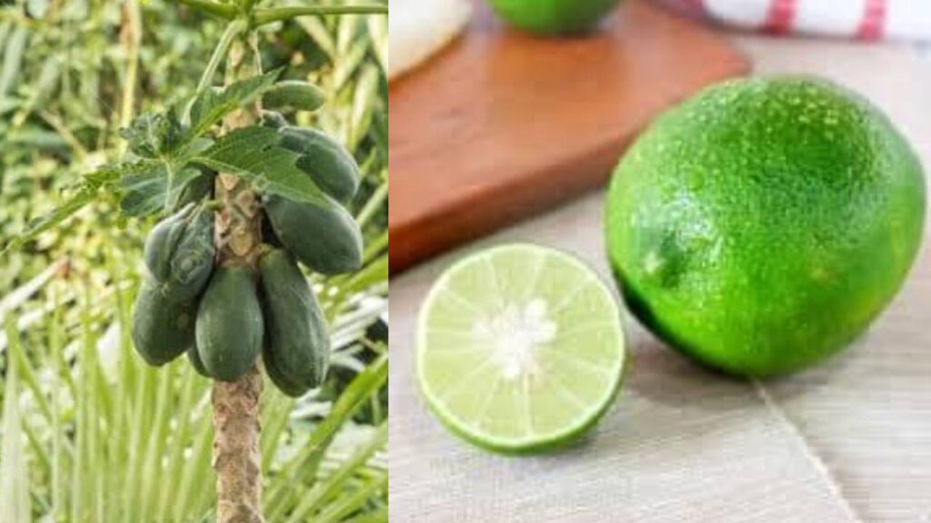 LONG LASTING REMEDY FOR PILE Health GadgetsNG